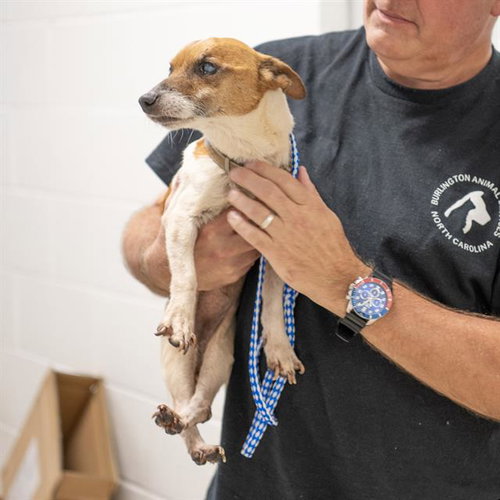 picture of the dog needing adoption