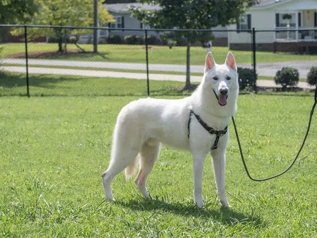 Benji - German Shepherd Dog