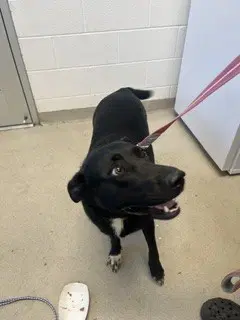 Halo - Labrador Retriever