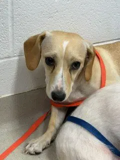 Marley - Terrier