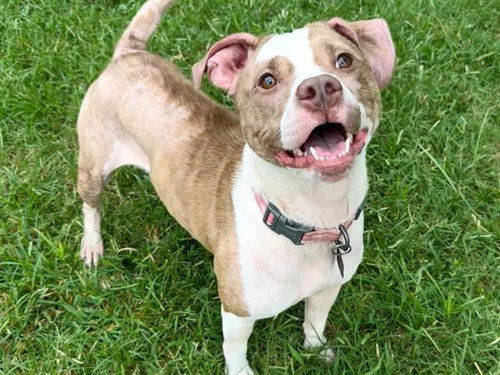 picture of the dog needing adoption