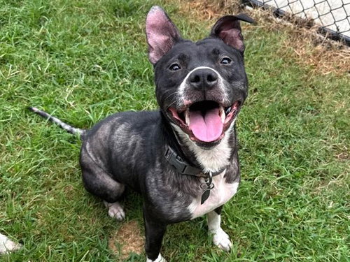 picture of the dog needing adoption