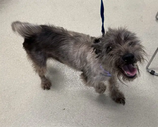 Ellie May - Miniature Schnauzer