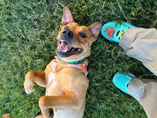 SALEM, a dog for adoption from Burlington Adoption Center
