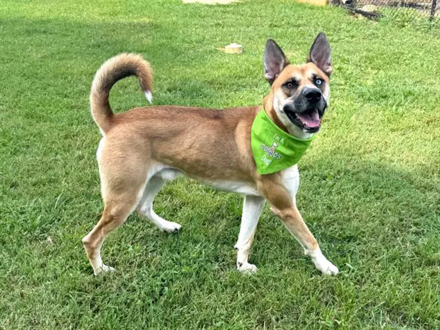 Gumbo - Husky