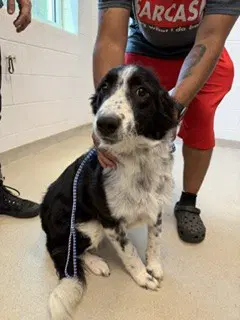 Viggo - Border Collie