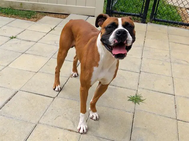 Brock - Boxer