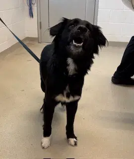 Scar - Border Collie