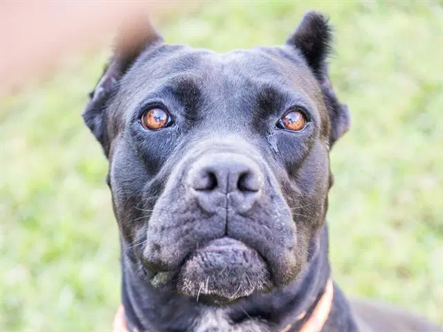 Empress - Cane Corso Mastiff