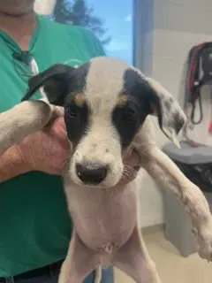 Percy - Terrier
