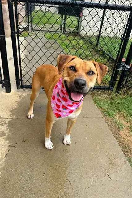 Mia - Boxer