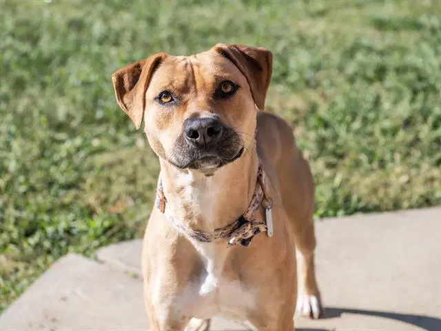 Mia - Boxer