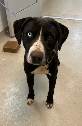 Diesel - Labrador Retriever