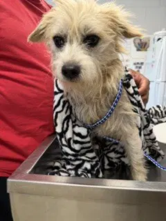 Crouton - Terrier