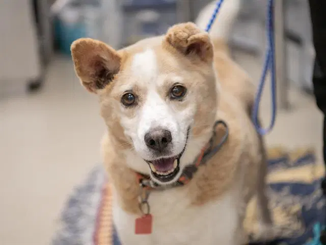 Yukon - Shiba Inu