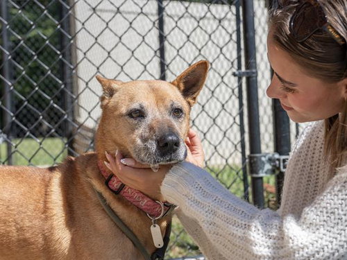 LIEBLING, a dog for adoption from Burlington Adoption Center
