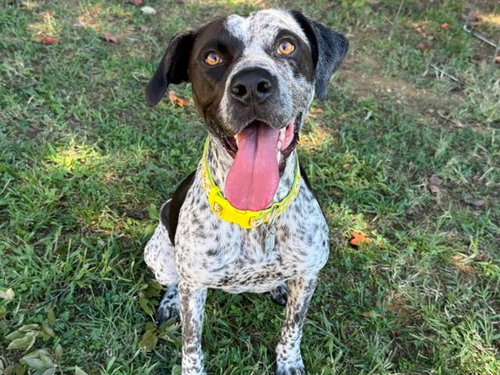 BRIAR, a dog for adoption from Burlington Adoption Center