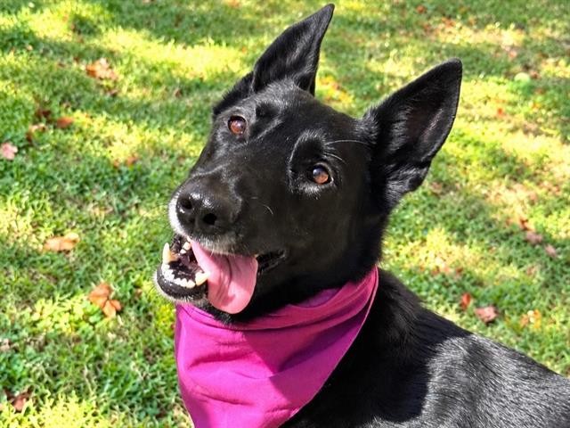 Violet