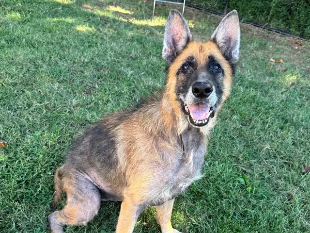 Mai - German Shepherd Dog