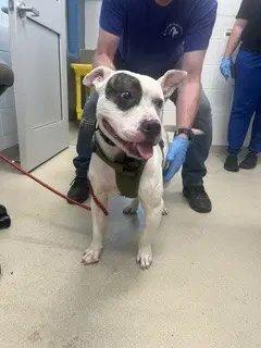 Brondo - Bulldog