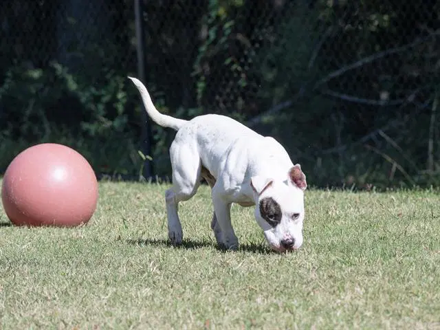 Brondo - Bulldog
