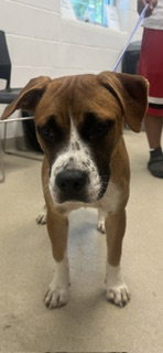 Trimiar, Boxer