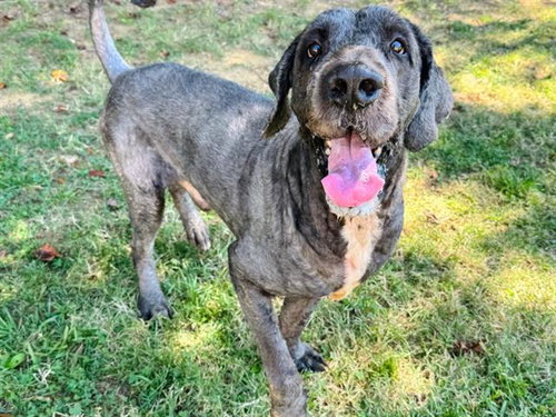 KERCHAK, a dog for adoption from Burlington Adoption Center