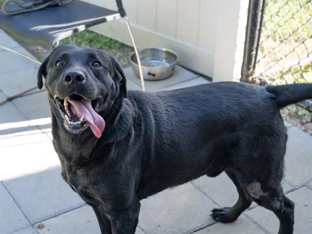 Buk - Labrador Retriever