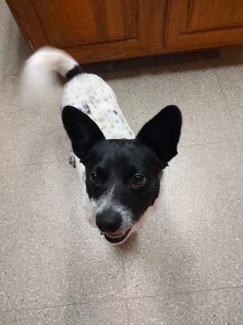 CORKY, a dog for adoption from Burlington Adoption Center
