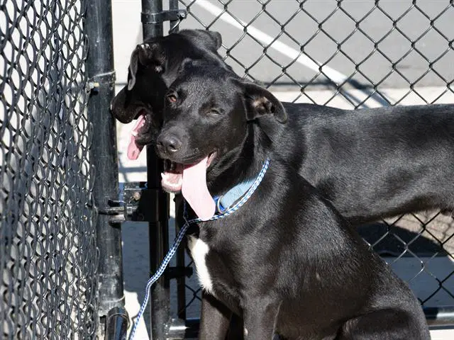 Blaziken - Labrador Retriever