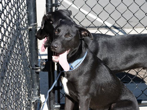 BLAZIKEN, a dog for adoption from Burlington Adoption Center