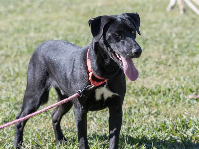 Blaziken - Labrador Retriever