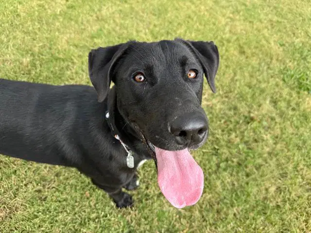 Blaziken - Labrador Retriever