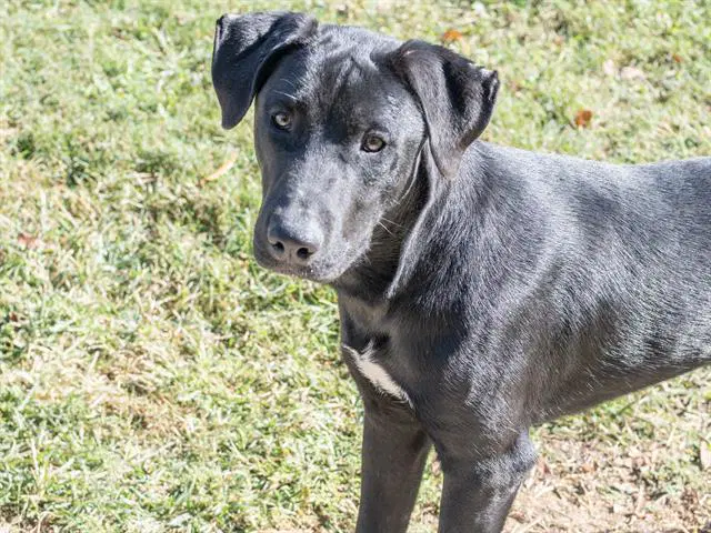 Torchic - Labrador Retriever