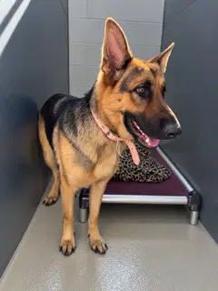 Koda image 1