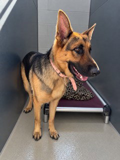 KODA, a dog for adoption from Burlington Adoption Center