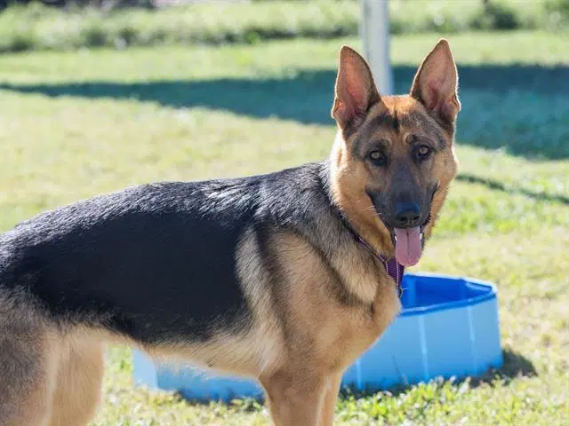 Koda - German Shepherd Dog