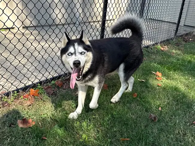 King - Husky