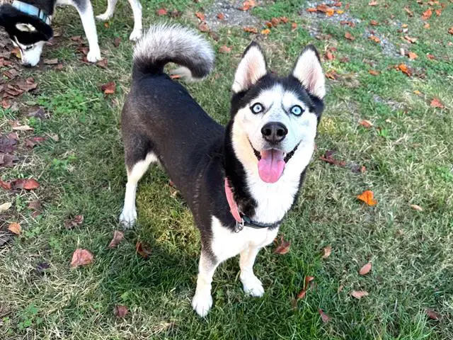 Queen - Husky