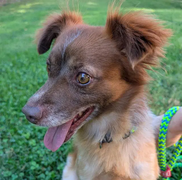 Jim - Australian Shepherd