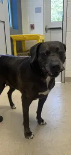 Piggly Wiggly - Labrador Retriever