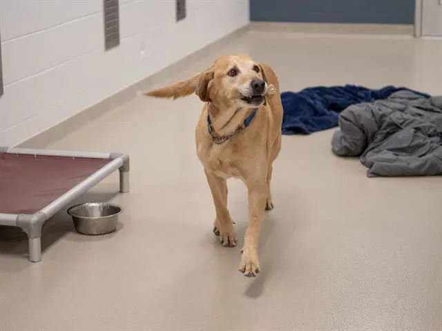 Kenny - Golden Retriever