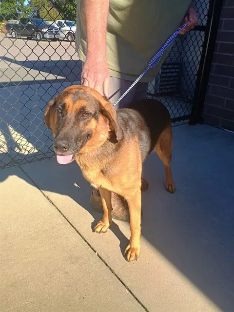 Pepper - Bloodhound