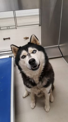 LOBO