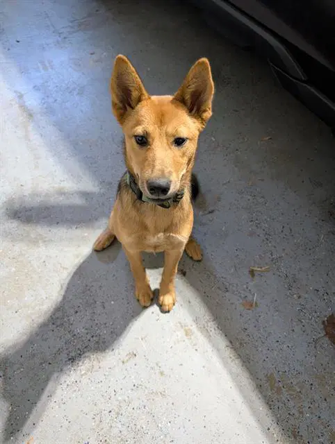 Mable - Carolina Dog