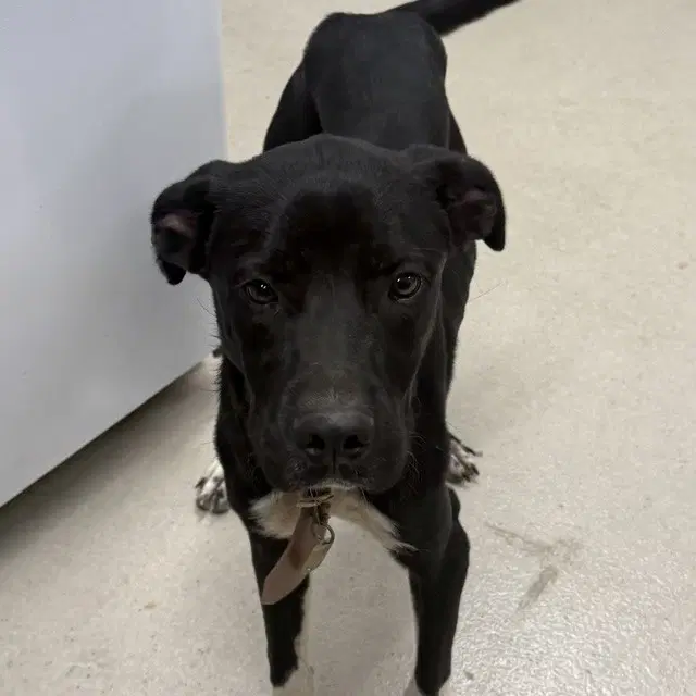 Tootsie Roll - Labrador Retriever