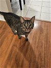 adoptable Cat in tampa, fl, FL named Betty (8538)