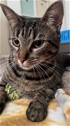 adoptable Cat in , FL named Betty (8538)