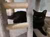 adoptable Cat in tampa, FL named Ben (2976)