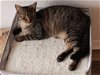adoptable Cat in tampa, FL named Peanut (2535)